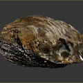 Plant Fossil with Striated Surface Brown and White Coloration Elongated Shape on Dark Background