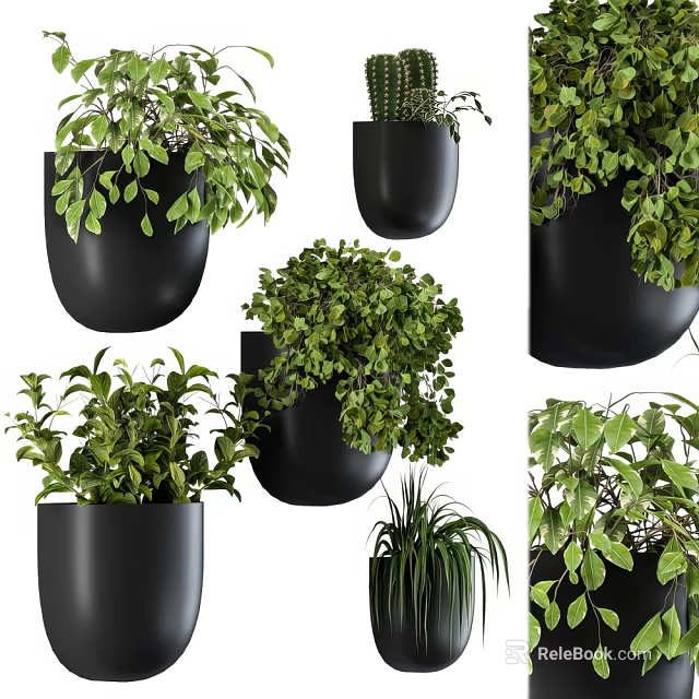 Lush Green Potted Plants In Black Hanging And Standing Pots With Fresh Foliage 3d model 