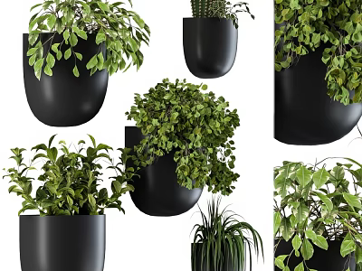 Lush Green Potted Plants In Black Hanging And Standing Pots With Fresh Foliage 3d model