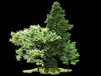 Tall Lush Arbor Trees With Dense Green Foliage And Ground Cover 3d model