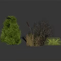 Cartoon Scene Featuring Various Plants Including Green Shrubs Dry Branches And Grass