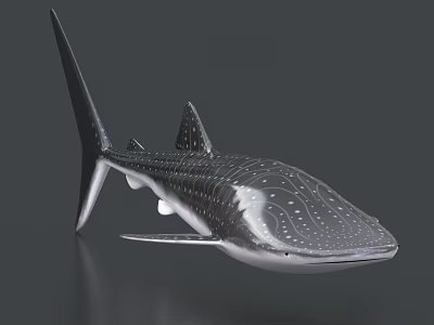 Lifelike Whale Shark Aquatic Animal Model With Silver Gray Body And Detailed Spot Pattern 3d model