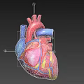 3D Rendered Heart Model With Red Blue Vessels And Clear Internal Structure On Black Background