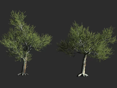 Two 3D Model Arbor Trees with Green Foliage and White Roots on Dark Background 3d model