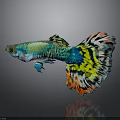 Colorful Guppy Fish Swimming With Vibrant Green Blue Yellow And Orange Tail Patterns