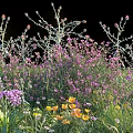 Colorful Garden Flowers Growing With Purple Blooms And Yellow Petals In Greenery