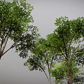 Lush Green Trees With Dense Foliage And Tree Trunks Casting Natural Shadows 3d model