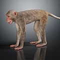 Standing Monkey With Grey Brown Fur Front Limbs Supporting Body On Dark Background With Reflection 3d model