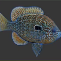 Vibrant Colorful Fish With Blue Orange Patterns And Bright Fins On Dark Background