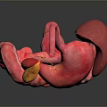 3D Rendered Human Digestive System Model With Pink Organs And Gray Background