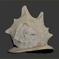 Aquatic Animal Conch Shell Featuring White Spiral Shape And Textured Surface On Black Reflective Base 3d model