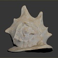 conch bone snail snail field snail shellfish marine animal fish freshwater fish marine fish animal 3d model