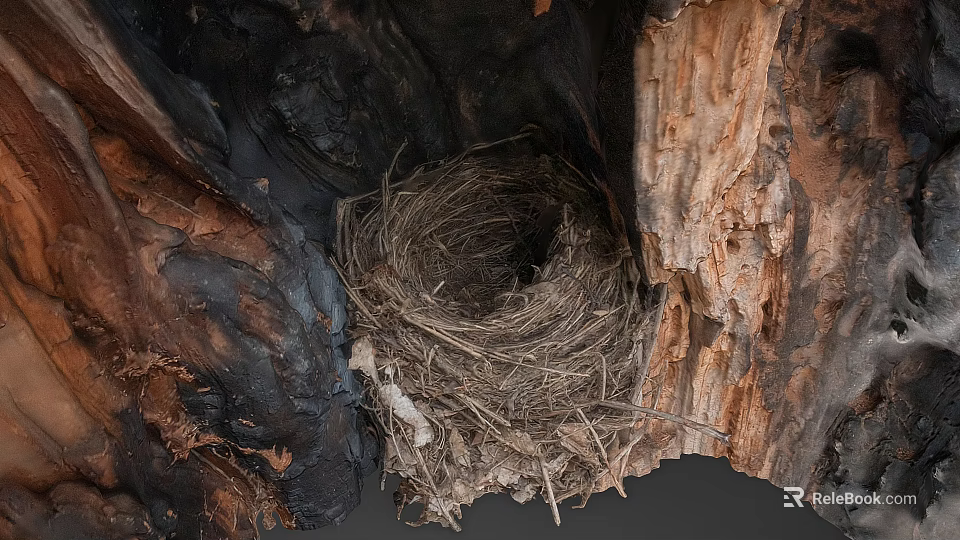 Bird Nest Inside Tree Hollow With Charred Trunk And Peeling Bark 3d model