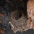 Bird Nest Inside Tree Hollow With Charred Trunk And Peeling Bark 3d model