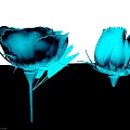 Two Blue Roses One Blooming and One Bud Displayed on Black Background 3d model