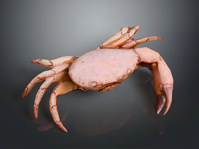 Pink Crab with Extended Legs and Claws on Gray Background 3d model