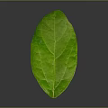 Fresh Green Plant Leaf with Natural Texture and Vibrant Color on Gray Background 3d model