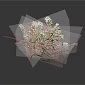 Herb Plant With White Flowers And Green Leaves On Dark Background With Reflection