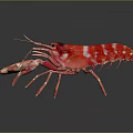 Red and white striped shrimp with long antennae and vivid coloration isolated on dark background
