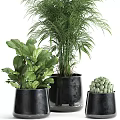 Various Indoor Potted Plants With Green Leaves In Black Ceramic Pots