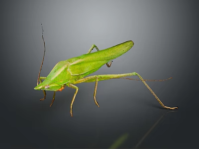 Green Grasshopper with Long Legs Standing on Dark Background Close Up View 3d model
