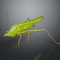 Green Grasshopper with Long Legs Standing on Dark Background Close Up View 3d model
