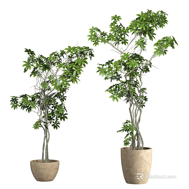 Bonsai Potted Plants with Different Heights Green Leaves and Slender Trunks in Beige Pots 3d model 