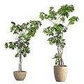 Bonsai Potted Plants with Different Heights Green Leaves and Slender Trunks in Beige Pots