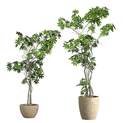 Bonsai Potted Plants with Different Heights Green Leaves and Slender Trunks in Beige Pots 3d model