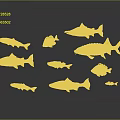 Various Fish Species With Different Colors And Shapes Displayed On Dark Background