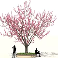 Tall Tree With Pink Blossoms And Two People Standing And Sitting On Circular Grass Base