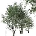 Modern Landscape Trees Poplar Maple Pine Trees Big Trees Tropical Trees 3d model