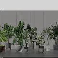 Indoor Bonsai Potted Plants With Various Lush Greenery And Stylish Decorative Planters