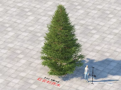 Tall Sequoia Famous Tree Standing Beside Person On Outdoor Paved Ground 3d model