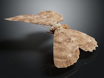 Brown Moth With Delicate Detailed Textured Wings Displaying Open Wing Structure 3d model