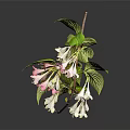Lush Plant With Green Leaves And Delicate White Pink Flowers On Thin Branches