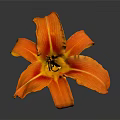 Vibrant Orange Flower With Green Stem As Garden Horticultural Accent Piece