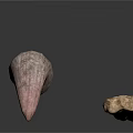 Realistic Animal Horn And Bone Displayed Isolated On White Background