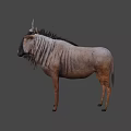 Realistic Wildebeest With Curved Horns Shaggy Mane And Textured Body
