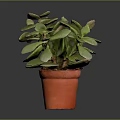 Succulent Plant With Green Leaves In Orange Pot On Grey Background