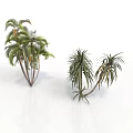 Green Leafy Tropical Palm and Agave Plants on White Reflective Background