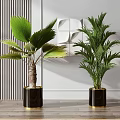 Indoor Potted Palm Plants In Black Gold Trim Planters For Modern Interior Decor