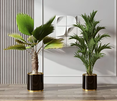 Indoor Potted Palm Plants In Black Gold Trim Planters For Modern Interior Decor 3d model