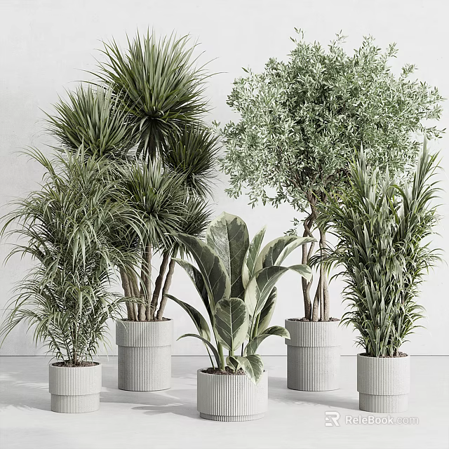Indoor Potted Plants With Various Green Foliage In White Planters For Home Decoration 3d model 