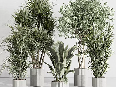 Indoor Potted Plants With Various Green Foliage In White Planters For Home Decoration 3d model