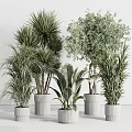 Indoor Potted Plants With Various Green Foliage In White Planters For Home Decoration