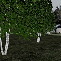 landscape tree birch tree 3d model