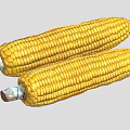 Two Fresh Yellow Ripe Corn Cobs with Sweet Juicy Kernels for Healthy Dishes