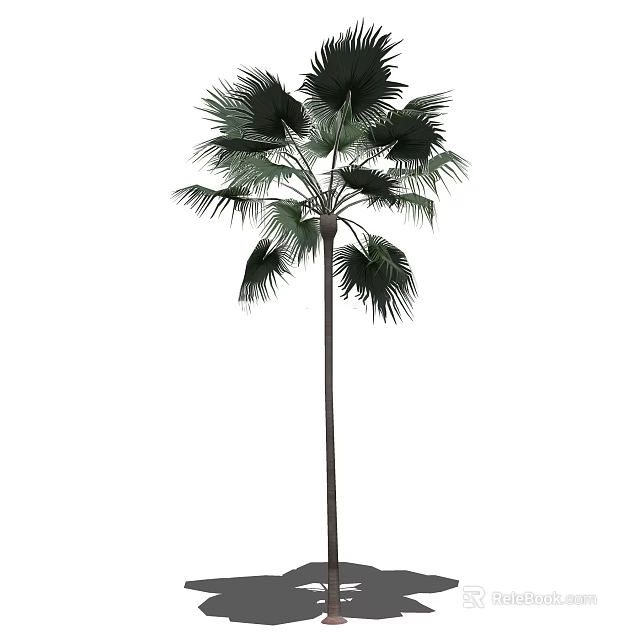 Tall Tropical Palm Tree With Long Trunk And Large Green Leaves 3d model 