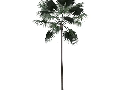 Tall Tropical Palm Tree With Long Trunk And Large Green Leaves 3d model